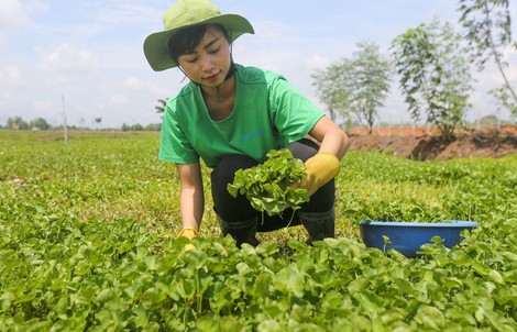 Trồng rau má nghiền lấy bột thu 4 tỉ đồng mỗi năm ở Củ Chi