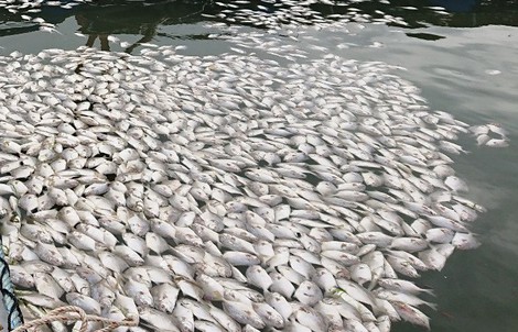Cá nổi trắng bụng, ken cứng mặt nước sông Chà Và