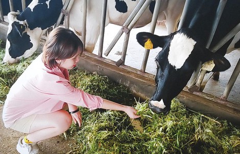 Trại bò sữa check-in tuyệt đẹp ở Mộc Châu thu hút giới trẻ