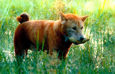 Vừa hé lộ, “Cậu Vàng” tiếp tục gây tranh cãi dữ dội