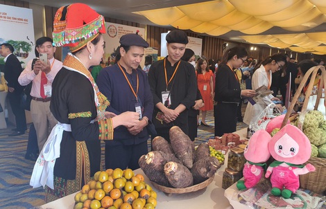 Phập phồng tour Tết