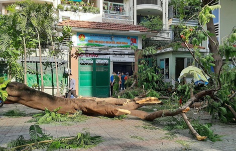 Vụ cây phượng vĩ đè nhiều học sinh: Các học sinh bị thương nặng giờ ra sao?