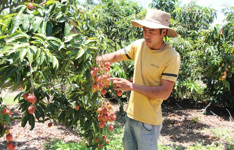 Trồng vải trên đất Tây Nguyên, mỗi năm thu lãi 1,8 tỷ đồng