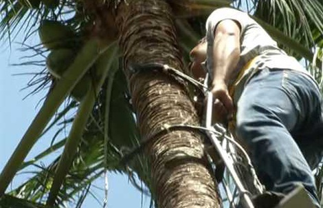 Cứu sống ngoạn mục thanh niên nghèo té cây dừa cao 5m khiến đốt sống gãy nát