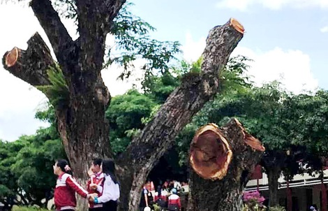 Hiệu trưởng nói gì khi cho cắt hạ 2 cây me tây cổ thụ trên sân trường?