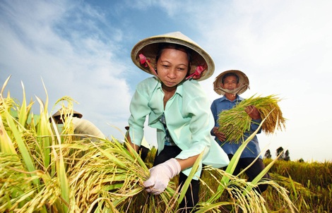 Bayer hỗ trợ nông hộ nhỏ canh tác thuận lợi hơn