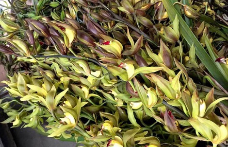 Hiếm có mùa Tết: Lan Trần Mộng siêu rẻ, 20.000 đồng/cành hoa dài cả mét