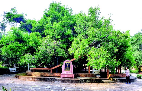Ngày Xuân thăm “thần mai” 300 tuổi