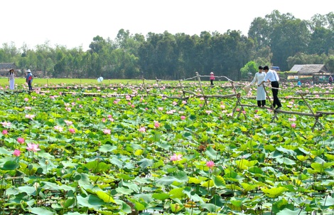 Hiệu quả từ mô hình sinh kế mùa lũ