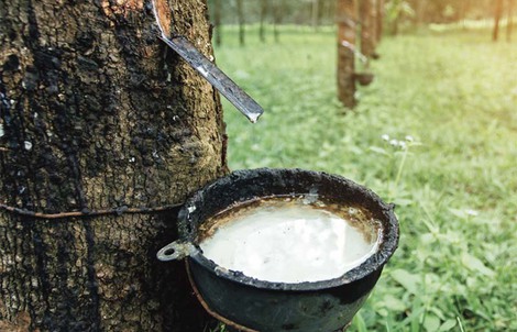 Trung Quốc gom mua, Việt Nam bán "vàng trắng" thu bộn tiền