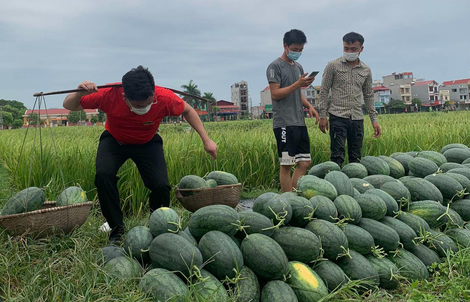 “Giải cứu” dưa hấu thành nước ép bổ sung năng lượng cho “chiến sĩ áo trắng” tại Bắc Giang