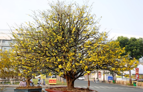 Những gốc mai “tiền tỉ” ở Hội hoa Xuân Phú Mỹ Hưng 2022