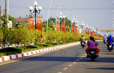 Độc đáo 900 cây mai làm dải phân cách trên quốc lộ 56