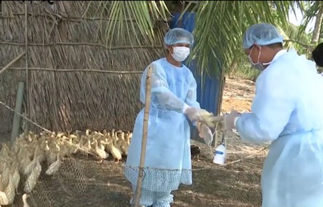 Bộ Nông nghiệp ra công điện khẩn phòng chống cúm gia cầm lây sang người