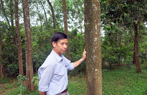Khởi tố nguyên Bí thư xã thuê người chặt phá rừng của dân