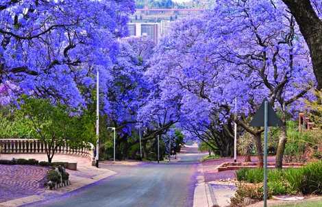 Phượng tím Jacaranda khoe sắc giữa mùa xuân Nam Phi