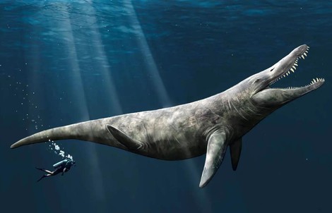 Mất tích 152 triệu năm, "T-rex đại dương" hiện ra bất ngờ giữa bảo tàng
