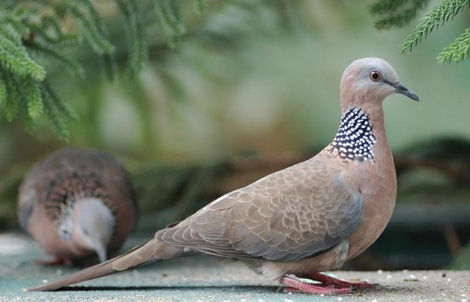 Chim cu gáy qua vườn