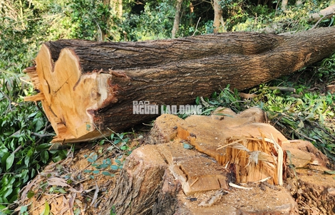 Rừng đặc dụng tại Di tích Quốc gia đặc biệt đền Bà Triệu bị đốn hạ giữa ban ngày