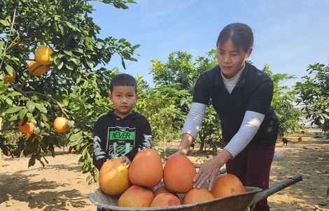 Trồng giống bưởi "đỏ từ trong ra ngoài", nông dân "hốt bạc" mỗi dịp Tết