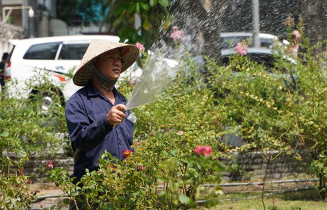 Cận cảnh vườn hồng nở quanh năm giữa lòng TP HCM