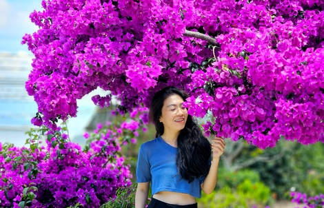 Ngắm cây hoa giấy nổi tiếng nhất Đà Lạt, ai đi qua cũng phải trầm trồ