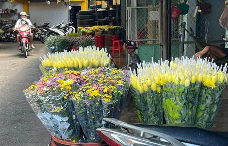 Giá hoa cúc tăng cao