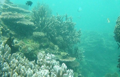 Dự án phục hồi rạn san hô gặp khó