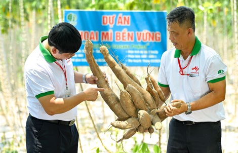 Ứng dụng kĩ thuật canh tác mới từ Ajinomoto, năng suất khoai mì tăng mạnh lên 40 tấn/ha