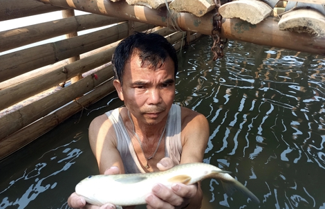 Cá chết hàng loạt trên sông Mã không phải do dịch bệnh