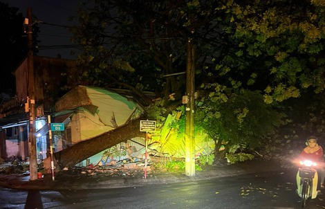 Bình Dương: Cây to bật gốc, làm hư hỏng nhà dân sau trận mưa kèm giông lốc