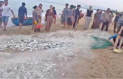 Quảng Bình: Ngư dân trúng đậm mẻ cá mòi, kéo lên chất đầy bờ biển