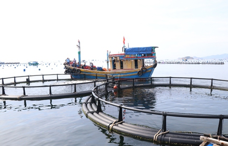 Phát triển công nghệ nuôi biển ở Khánh Hòa