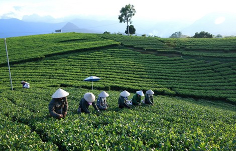 Vì sao Tân Hiệp Phát chọn lá chè Thái Nguyên để sản xuất Trà Xanh Không Độ?