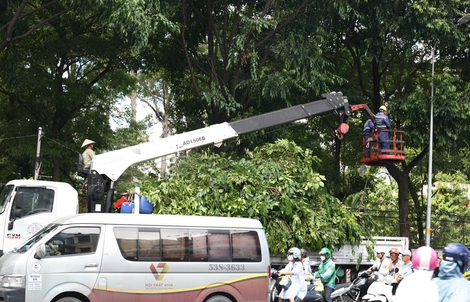 Tăng năng lực chăm sóc cây xanh