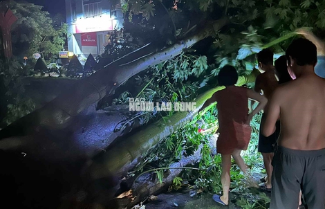 Bão số 3 làm tốc mái 74 ngôi nhà, hàng chục cây xanh gãy đổ ở Thanh Hóa