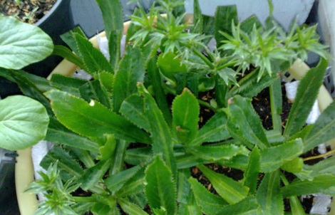 "Mùi Tết" của mẹ