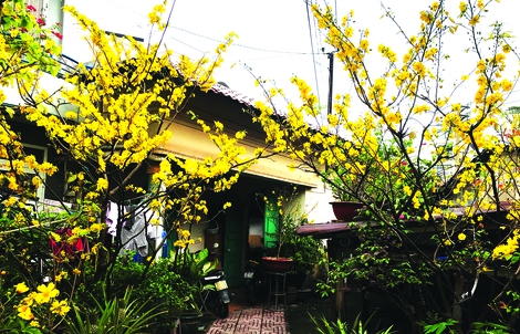 TẾT VUI NHÀ ÔNG CHỦ CHỢ