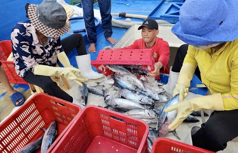 Cá tôm đầy ắp, ngư dân Bà Rịa- Vũng Tàu và du khách “sướng ra mặt”