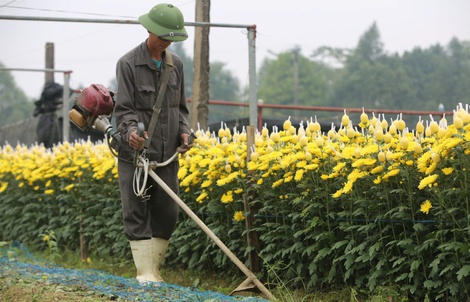 Làng hoa nổi tiếng Thanh Hóa, Ninh Bình tất bật vụ Tết