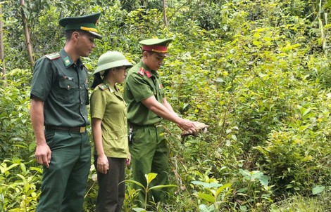 Người dân vùng biển bất ngờ bắt được rùa quý hiếm nằm trong Sách đỏ