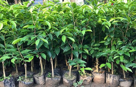 Quảng Trị: Công an cảnh báo về cây Kỳ Hải Nam