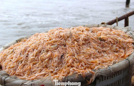 Ngư dân rẽ sóng săn con bé tí teo, bỏ túi tiền triệu mỗi ngày