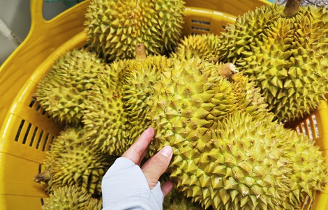 Đường dây làm giả bị lật tẩy, ngành sầu riêng mong tháo "nút thắt" về kiểm nghiệm