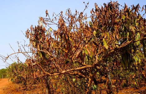 Cà phê Việt Nam trước biến đổi khí hậu: Thách thức và giải pháp thích ứng!