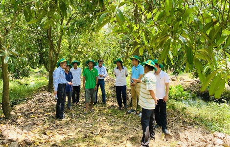 Phục hồi vườn cây ăn trái ĐBSCL sau ngập úng: Giải pháp khoa học cho bà con nhà vườn