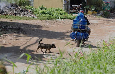 Chó không rọ mõm, thả rông trên đường phố TPHCM trước thời điểm siết chặt quản lý
