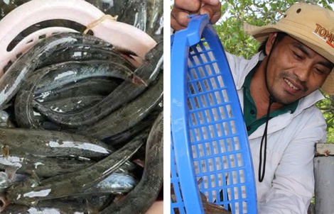 Giá nông thủy sản miền Tây: Thương lái tranh nhau mua cá kèo, tôm đất Cà Mau