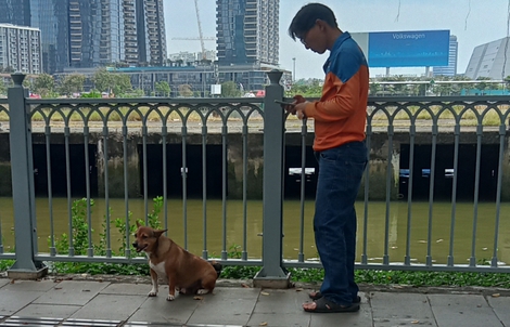 Chó thả rông, không rọ mõm