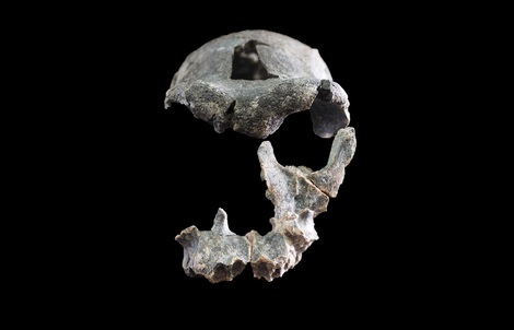 Phát hiện hài cốt bất thường của loài tổ tiên người hiện đại